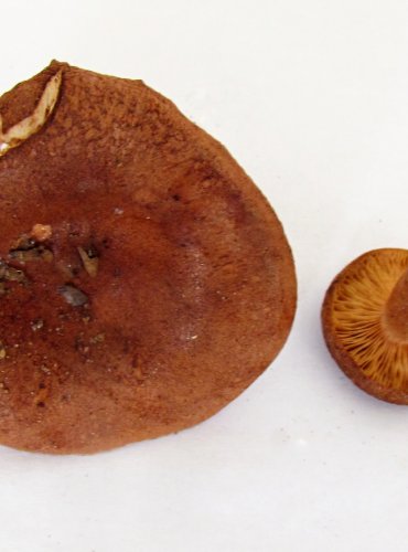 RYZEC RYŠAVÝ (Lactarius rufus) FOTO: Petr Mužák, 22.-24.9.2017
