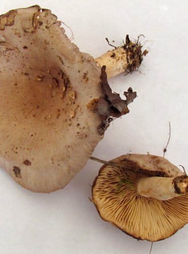 RYZEC SCVRKLÝ (Lactarius vietus) FOTO: Petr Mužák, 22.-24.9.2017