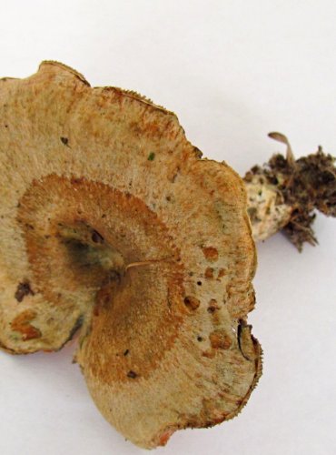 RYZEC SMRKOVÝ (Lactarius deterrimus) FOTO: Petr Mužák, 22.-24.9.2017