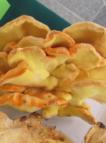 SÍROVEC ŽLUTOORANŽOVÝ (Laetiporus sulphureus) FOTO: Petr Mužák, 22.-24.9.2017