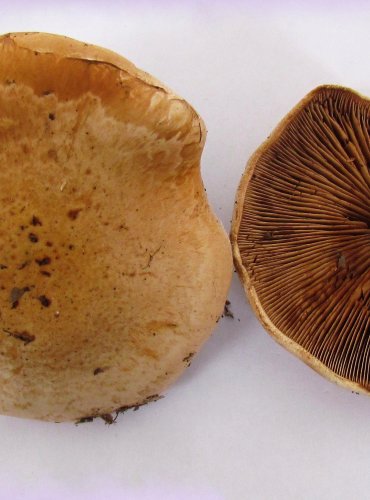 SLZIVKA KOŘENUJÍCÍ (Hebeloma radicosum) VZÁCNÁ, FOTO: Petr Mužák, 22.-24.9.2017