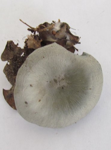 STRMĚLKA ANÝZKA (Clitocybe odora) FOTO: Petr Mužák, 22.-24.9.2017