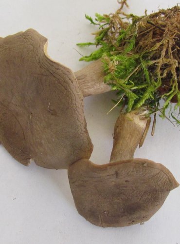 STRMĚLKA KYJONOHÁ (Clitocybe clavipes) FOTO: Petr Mužák, 22.-24.9.2017