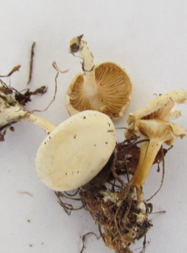 STRMĚLKA LISTOMILNÁ (Clitocybe phyllophila) FOTO: Petr Mužák, 22.-24.9.2017