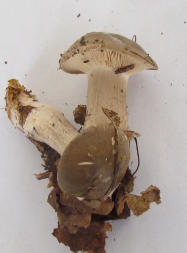 STRMĚLKA MLŽENKA (Clitocybe nebularis) FOTO: Petr Mužák, 22.-24.9.2017