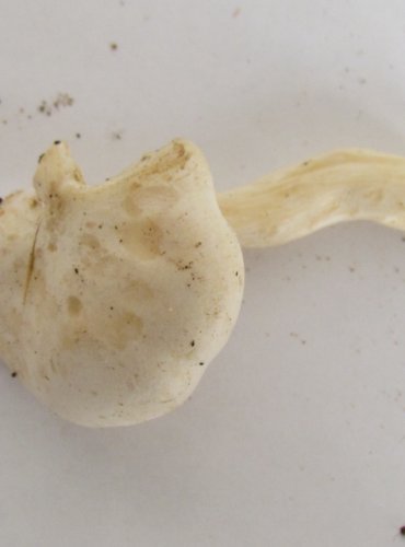 STRMĚLKA SROSTLÁ neboli LÍHA SROSTLÁ (Leucocybe connata) FOTO: Petr Mužák, 22.-24.9.2017