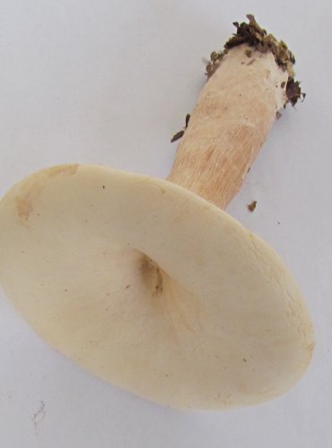 STRMĚLKA VELIKÁ (Clitocybe geotropa) FOTO: Petr Mužák, 22.-24.9.2017
