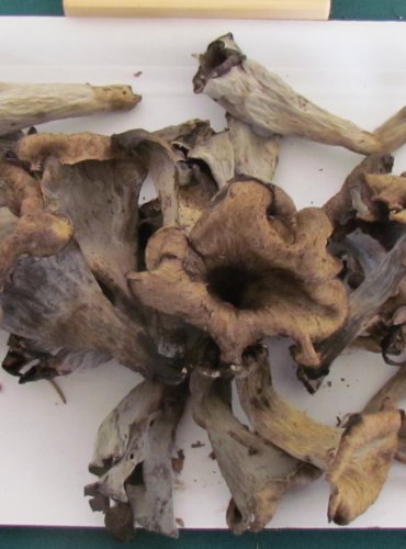 STROČEK TRUBKOVITÝ (Craterellus cornucopioides) FOTO: Petr Mužák, 22.-24.9.2017
