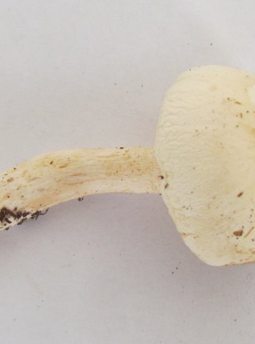ŠŤAVNATKA DRVOPLEŇOVÁ (Hygrophorus cossus) FOTO: Marta Knauerová, 2022