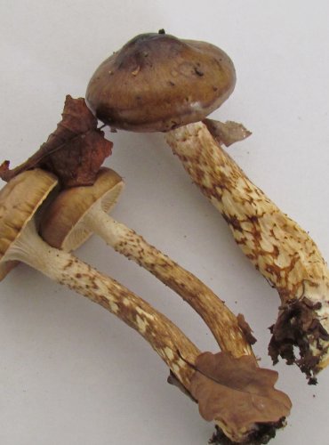 ŠŤAVNATKA DVOUBARVÁ (Hygrophorus glutinifer) zapsána v Červeném seznamu hub (makromycetů) České republiky v kategorii NT – téměř ohrožený druh
