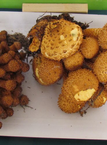 ŠUPINOVKA KOSTRBATÁ (Pholiota squarrosa) FOTO: Petr Mužák, 22.-24.9.2017