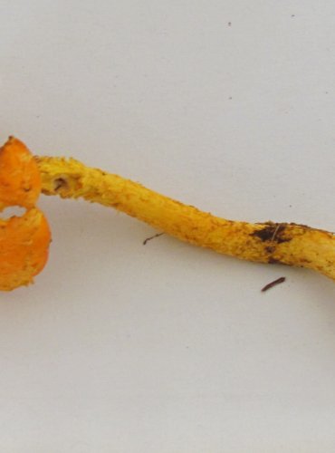 ŠUPINOVKA OHNIVÁ (Pholiota flammans) FOTO: Petr Mužák, 22.-24.9.2017