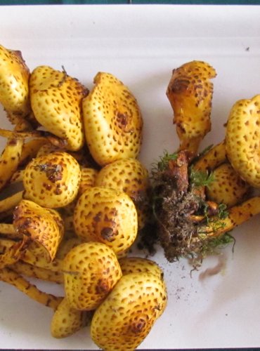 ŠUPINOVKA TMAVOŠUPINNÁ (Pholiota jahnii) FOTO: Petr Mužák, 22.-24.9.2017