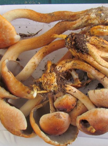 TŘEPENITKA CIHLOVÁ (Hypholoma lateritium) FOTO: Petr Mužák, 22.-24.9.2017