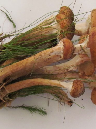 VÁCLAVKA SMRKOVÁ (Armillaria ostoyae) FOTO: Petr Mužák, 22.-24.9.2017
