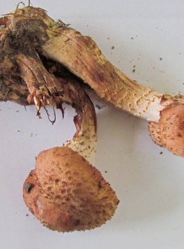 VÁCLAVKA SMRKOVÁ (Armillaria ostoyae) FOTO: Petr Mužák, 22.-24.9.2017