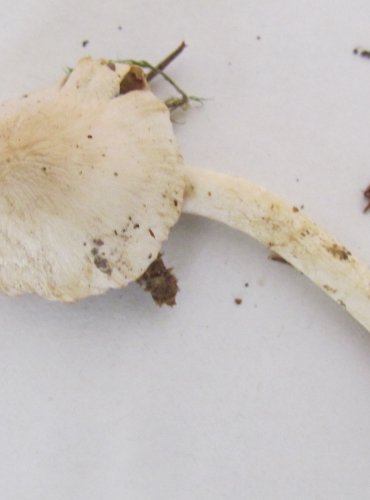 VLÁKNICE ZEMNÍ (Inocybe geophylla) FOTO: Petr Mužák, 22.-24.9.2017