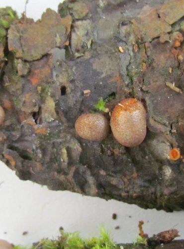 VLČÍ MLÉKO ČERVENÉ (Lycogala epidendrum) hlenka, FOTO: Petr Mužák, 22.-24.9.2017
