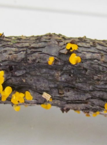 VOSKOVIČKA CITRONOVÁ (Bisporella citrina) FOTO: Petr Mužák, 22.-24.9.2017