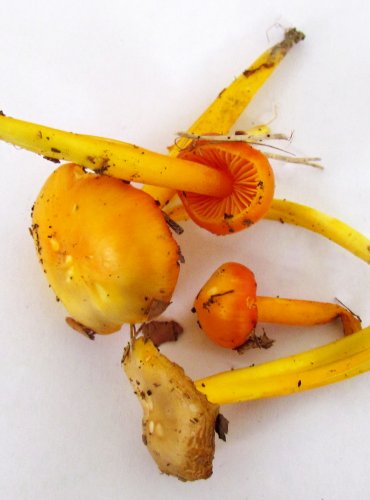 VOSKOVKA CITRONOVÁ (Hygrocybe chlorophana), zapsána v Červeném seznamu hub (makromycetů) České republiky v kategorii NT – téměř ohrožený druh, FOTO: Petr Mužák, 22.-24.9.2017
