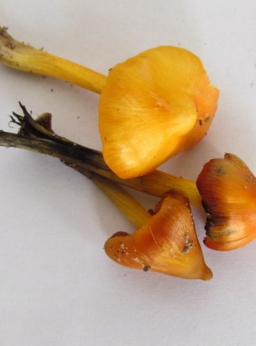VOSKOVKA KUŽELOVITÁ (Hygrocybe conica) - dvě spodní plodnice, VOSKOVKA STÁLÁ (Hygrocybe acutoconica) – vrchní plodnice, FOTO: Petr Mužák, 22.-24.9.2017