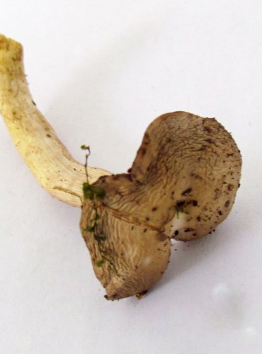 VOSKOVKA ŽLUTONOHÁ (Cuphophyllus flavipes), zapsána v Červeném seznamu hub (makromycetů) České republiky v kategorii DD – druh, o němž jsou z hlediska jeho ohrožení nedostatečné údaje, FOTO: Petr Mužák, 22.-24.9.2017
