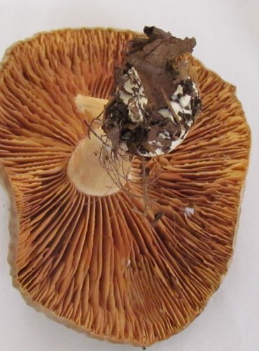 ZÁVOJENKA HNĚDOŠEDAVÁ (Entoloma lividoalbum) FOTO: Petr Mužák, 22.-24.9.2017