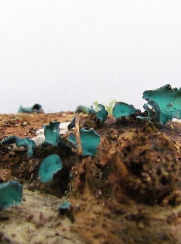 ZELENITKA MĚDĚNKOVÁ (Chlorociboria aeruginascens) VZÁCNÁ, FOTO: Petr Mužák, 22.-24.9.2017