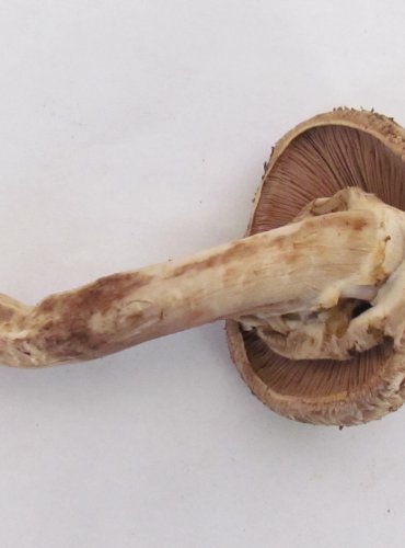 ŽAMPION BOHUSŮV (Agaricus bohusii) FOTO: Petr Mužák, 22.-24.9.2017