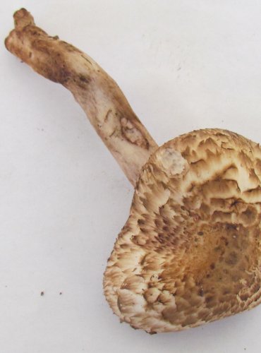 ŽAMPION BOHUSŮV (Agaricus bohusii) FOTO: Petr Mužák, 22.-24.9.2017
