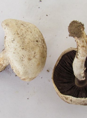 ŽAMPION ZÁPAŠNÝ neboli PEČÁRKA ZÁPAŠNÁ (Agaricus xanthoderma) FOTO: Petr Mužák, 22.-24.9.2017