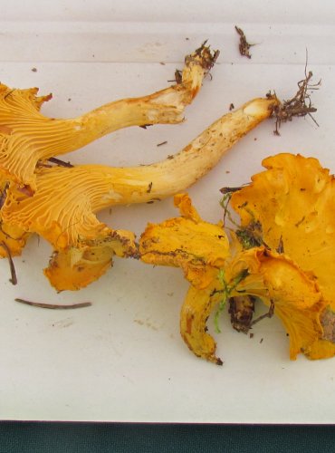 LIŠKA OBECNÁ (Cantharellus cibarius) FOTO: Petr Mužák, 22.-24.9.2017