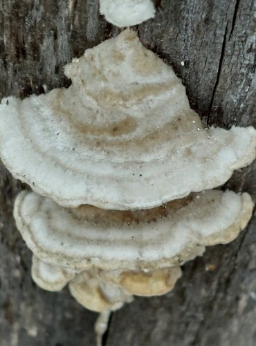 OUTKOVKA CHLUPATÁ (Trametes hirsuta) FOTO: Marta Knauerová, 12/2024