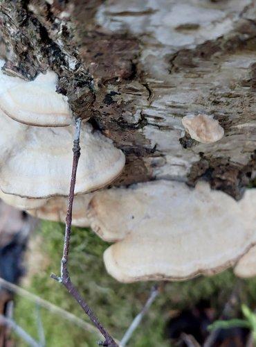 OUTKOVKA PÁSOVANÁ (Trametes ochracea) FOTO: Marta Knauerová, 12/2024