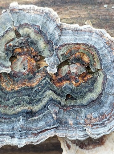 OUTKOVKA PESTRÁ (Trametes versicolor) FOTO: Marta Knauerová, 12/2024