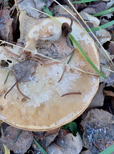 STRMĚLKA LISTOMILNÁ (Clitocybe phyllophila) FOTO: Marta Knauerová, 12/2024