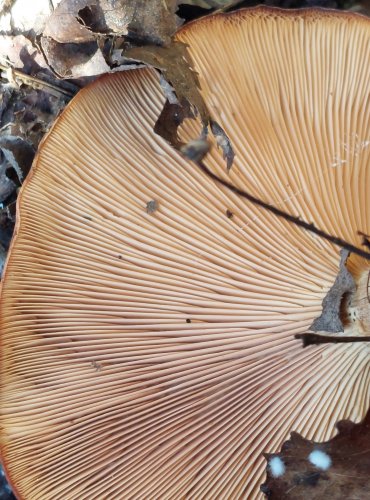 STRMĚLKA PŘEHRNUTÁ (Clitocybe flaccida), FOTO: Marta Knauerová, 12/2024