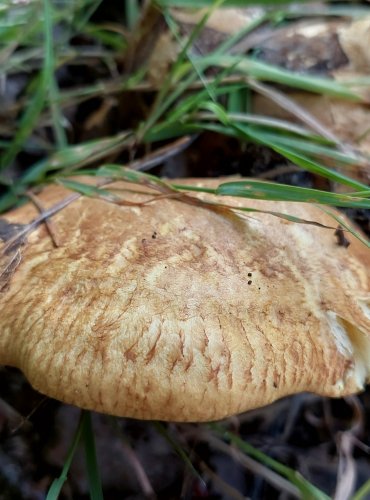 ČECHRATKA OLŠOVÁ (Paxillus rubicundulus) FOTO: Marta Knauerová, 8/2024