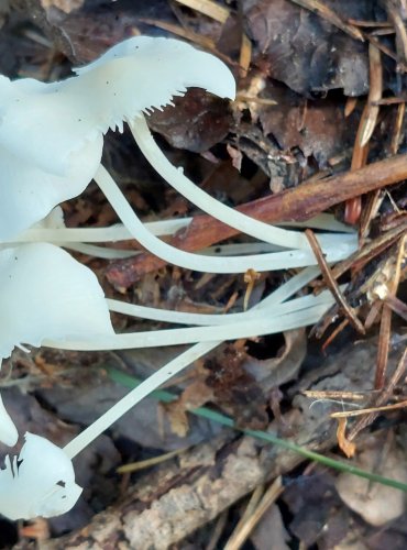 HELMOVKA SÁDROVÁ (Hemimycena cucullata) FOTO: Marta Knauerová, 8/2024