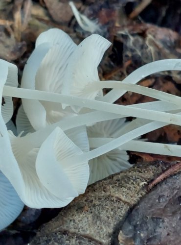 HELMOVKA SÁDROVÁ (Hemimycena cucullata) FOTO: Marta Knauerová, 8/2024
