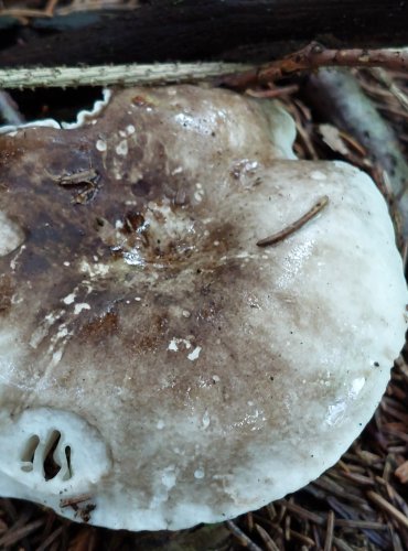 HOLUBINKA ČERNAJÍCÍ (Russula nigricans) FOTO: Marta Knauerová, 8/2024