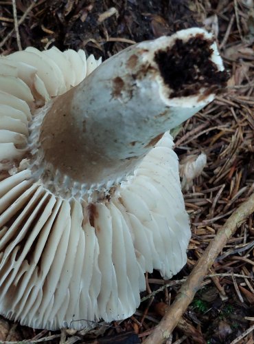 HOLUBINKA ČERNAJÍCÍ (Russula nigricans) FOTO: Marta Knauerová, 8/2024