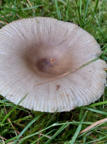 HOLUBINKA HŘEBÍLKATÁ (Russula amoenolens) FOTO: Marta Knauerová, 8/2024