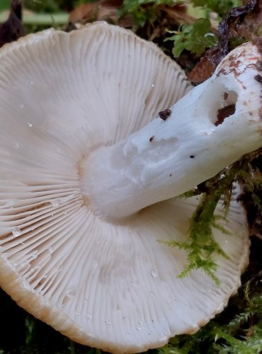 HOLUBINKA HŘEBÍNKATÁ (Russula pectinatoides) FOTO: Marta Knauerová, 8/2024
