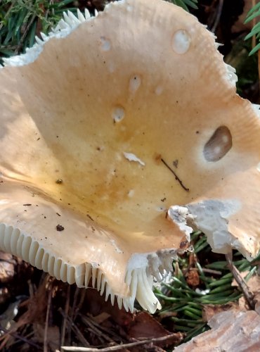 HOLUBINKA ODBARVENÁ (Russula decolorans) FOTO: Marta Knauerová, 8/2024