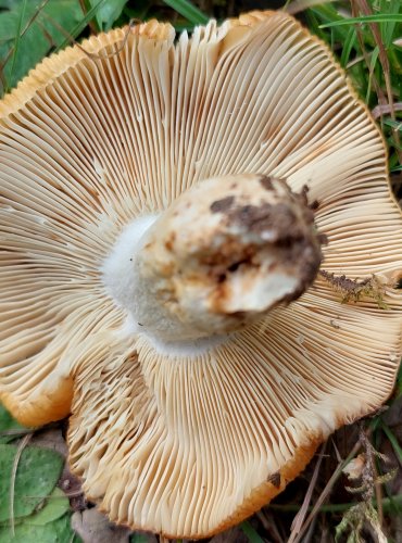 HOLUBINKA PÁCHNOUCÍ (Russula subfoetens) nebo HOLUBINKA SMRDUTÁ 
(Russula foetens) FOTO: Marta Knauerová, 8/2024
