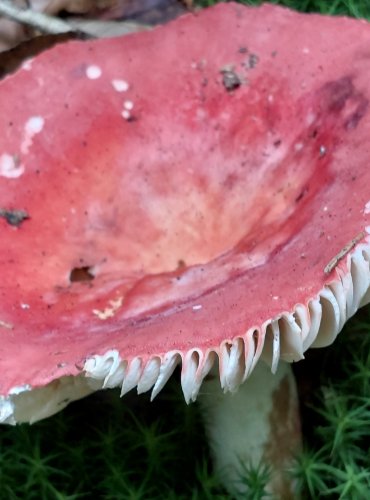 HOLUBINKA SLIČNÁ (Russula rosea) FOTO: Marta Knauerová, 8/2024