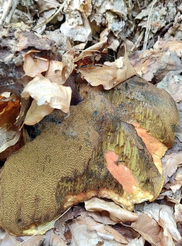 HŘIB KOVÁŘ (Neoboletus luridiformis) FOTO: Marta Knauerová, 8/2024
