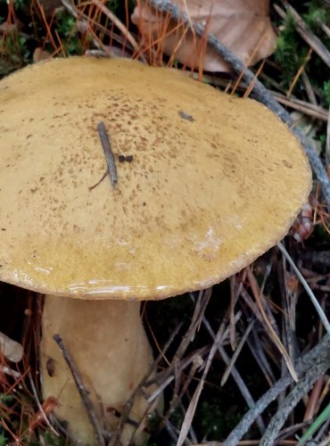 HŘIB STRAKOŠ (Suillus variegatus) FOTO: Marta Knauerová, 8/2024