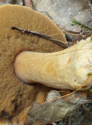 HŘIB STRAKOŠ (Suillus variegatus) FOTO: Marta Knauerová, 8/2024